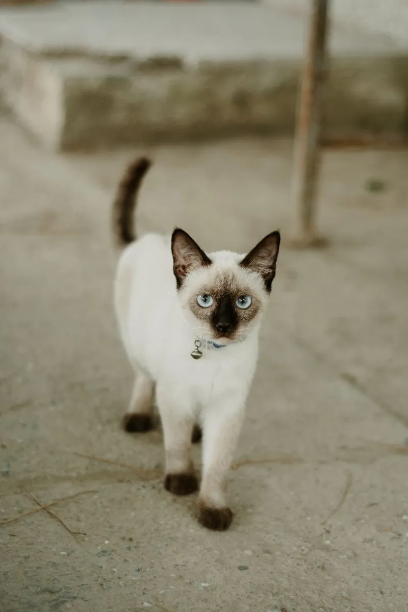 Adorable Siamese cat with striking blue eyes and distinctive markings on concrete floor.