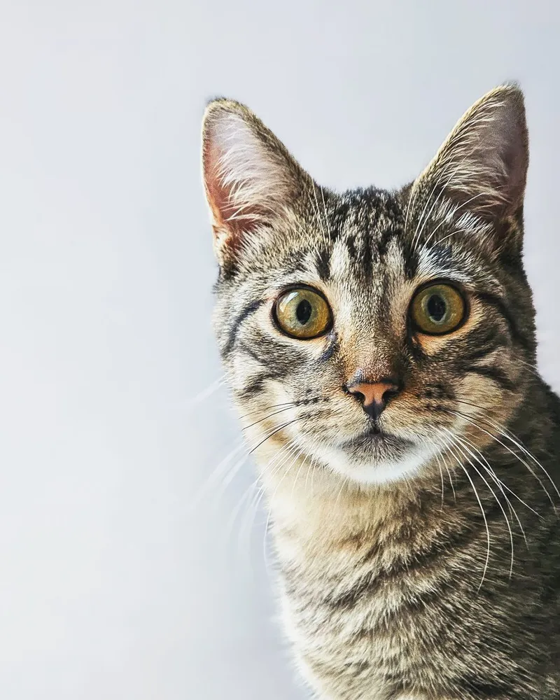 Adorable tabby cat looking directly at camera with curious expression.