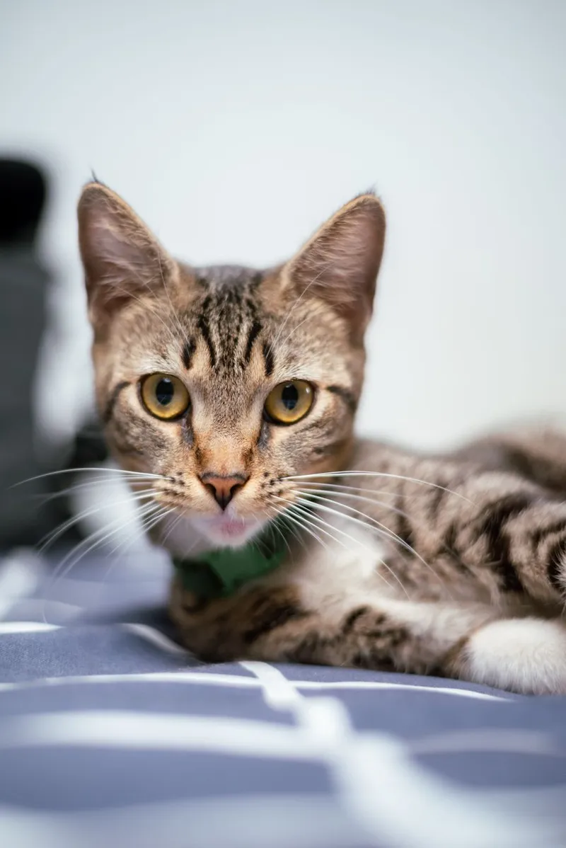 Adorable tabby cat with striped fur gazing curiously indoors, perfect for pet lovers.