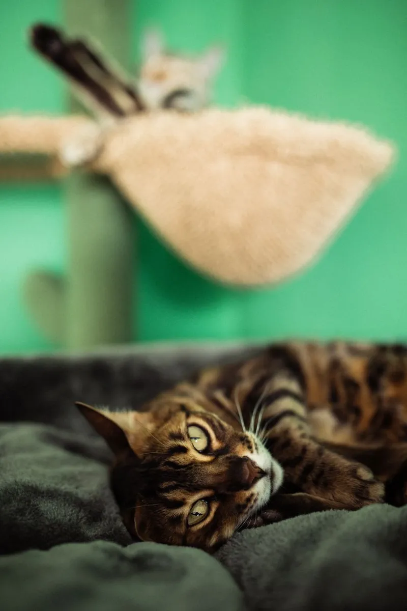 Bengal cat lounging comfortably indoors on a soft surface.