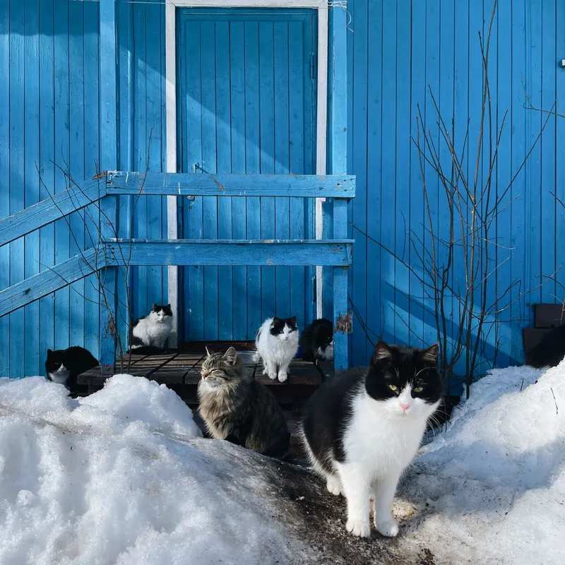 Cats gather outside a blue wooden house in snowy winter Saint Petersburg.