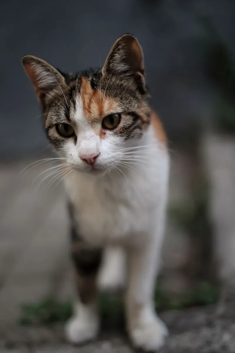 Charming close-up portrait of a curious calico cat with intense gaze and whiskers.
