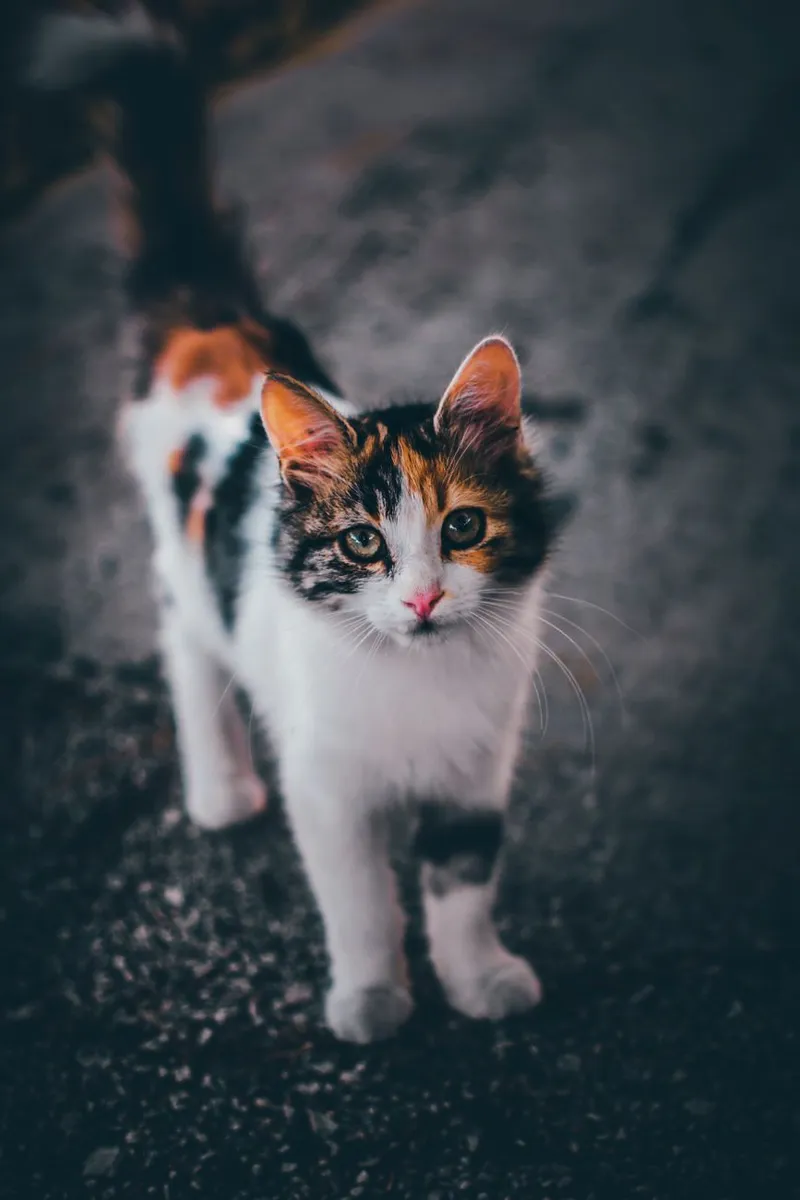 Close-up of a cute calico kitten standing on a textured surface, showcasing its colorful fur.
