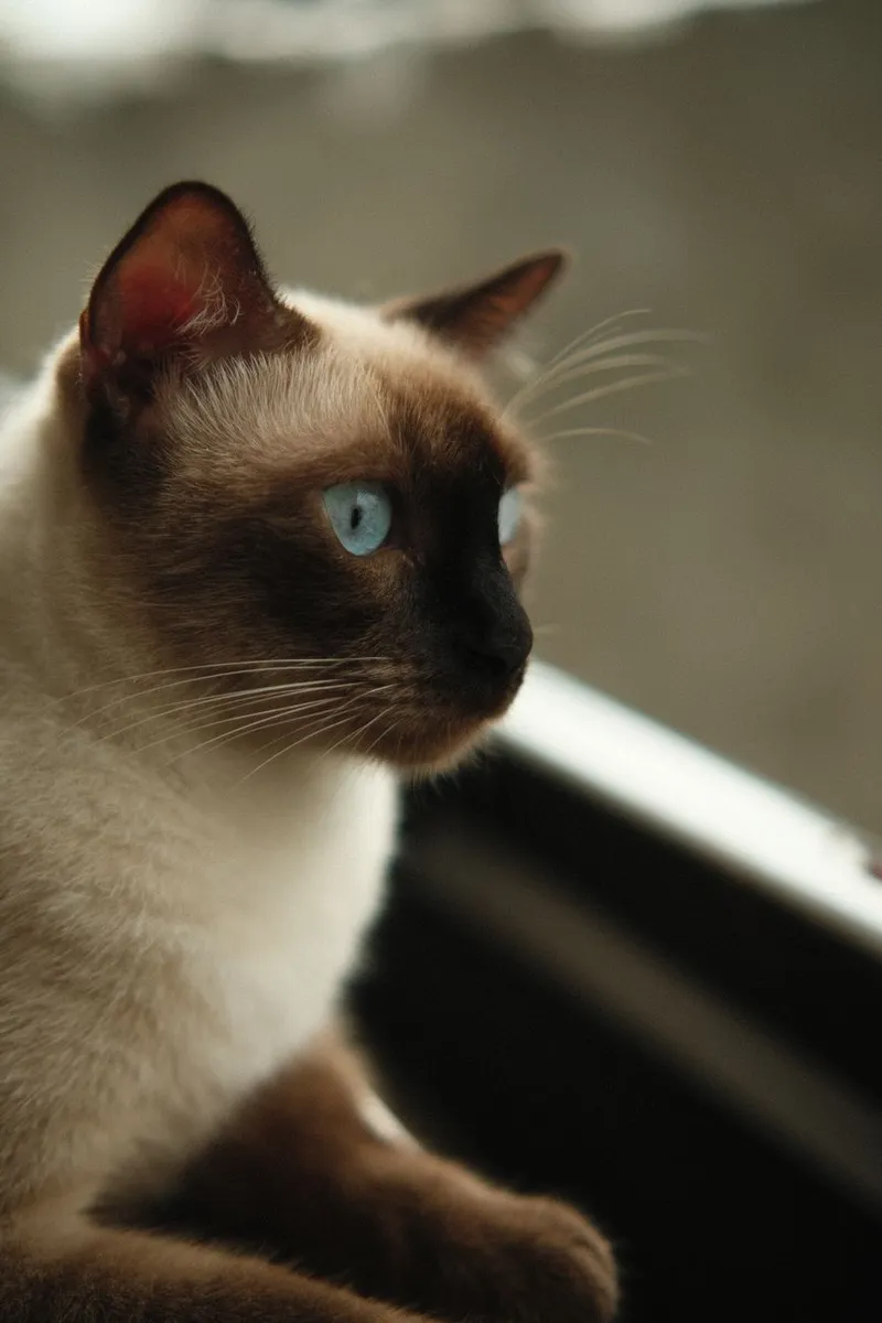 Close-up of a Siamese cat with striking blue eyes gazing outside a window.
