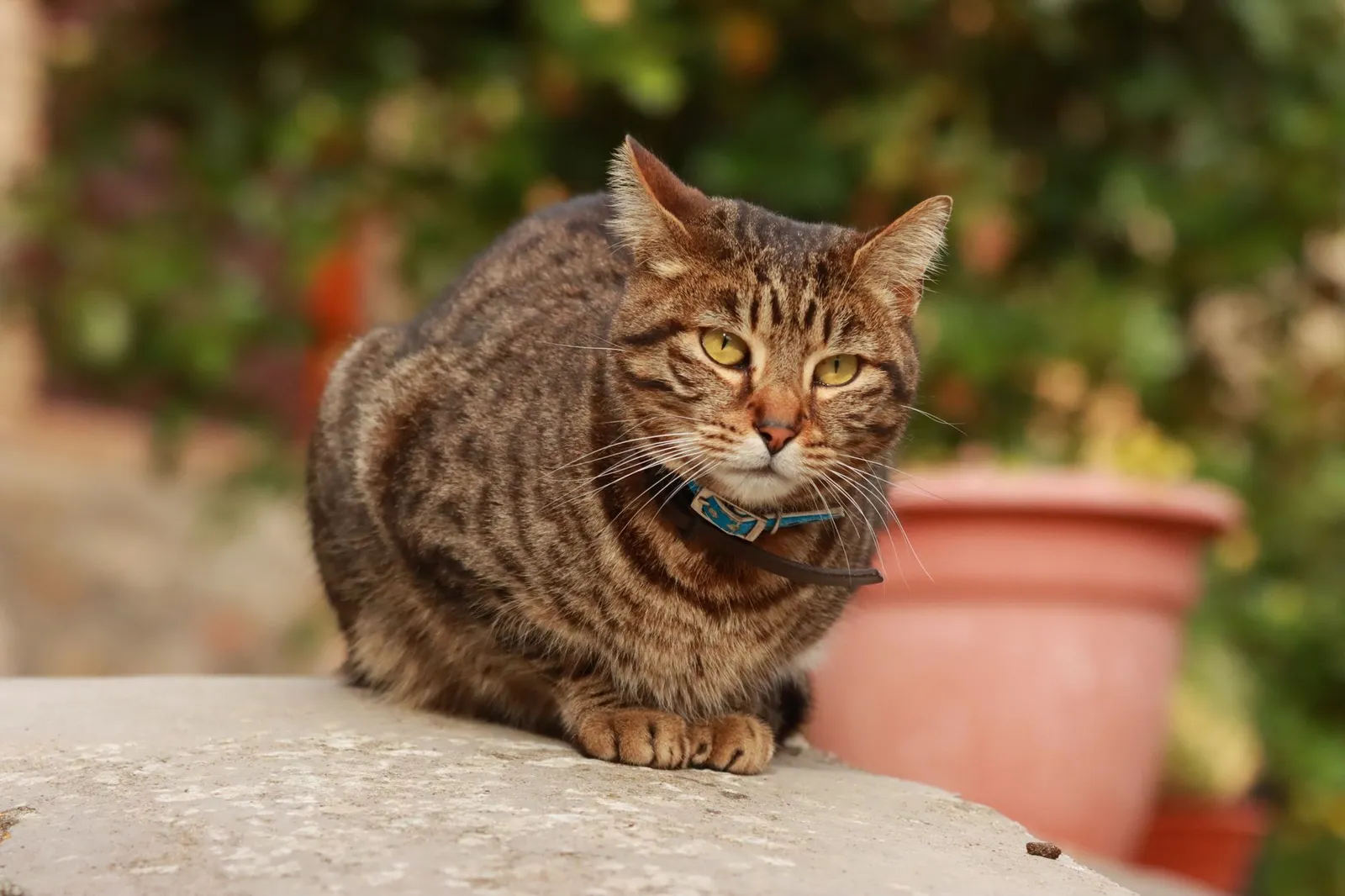 Close-up of a stunning tabby cat sitting on a stone with a blurred garden background.