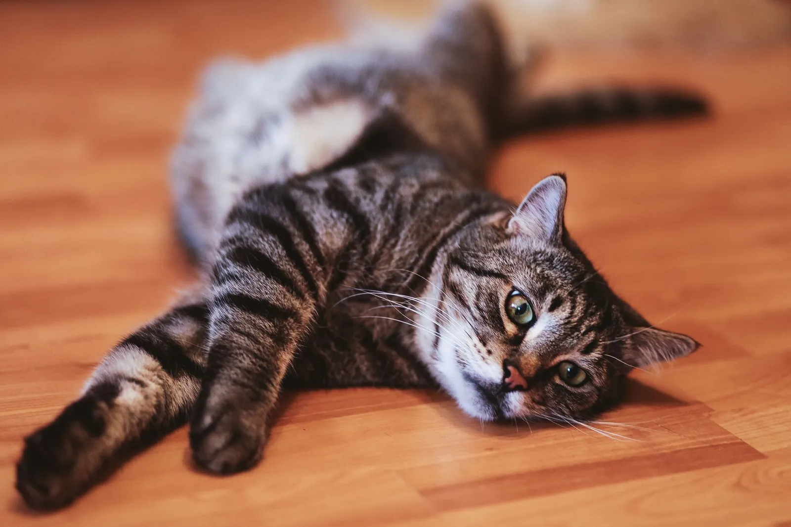 Close-up of a tabby cat laying on a wooden floor, looking relaxed.
