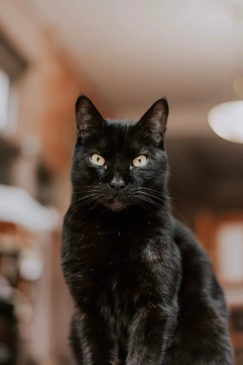 Close-up portrait of a black cat with yellow eyes in an indoor setting.