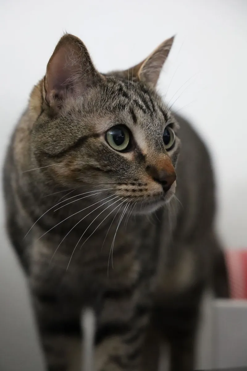 Close-up portrait of a curious tabby cat with striking green eyes and prominent whiskers.