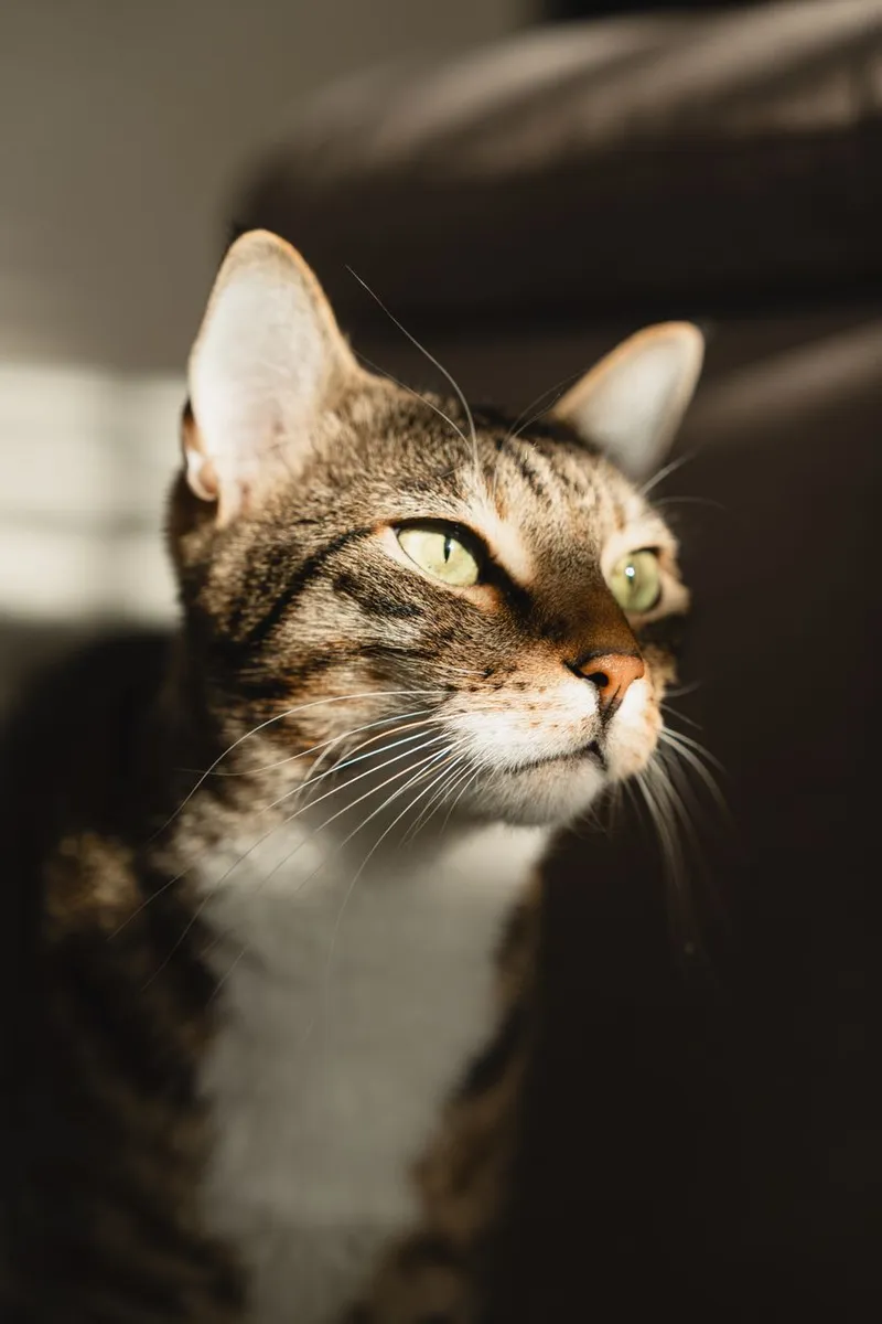 Close-up portrait of a tabby cat with green eyes in warm sunlight indoors.