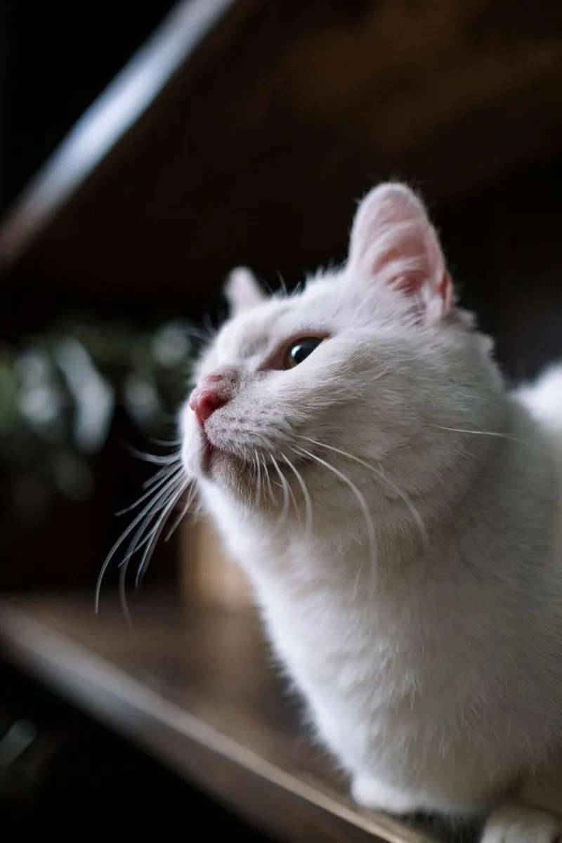 Close-up shot of a curious white cat with prominent whiskers, looking upwards with interest.