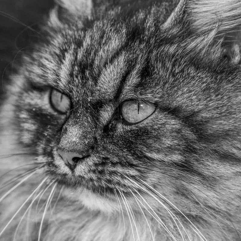 Curious young gray cat muzzle standing in dark studio and looking away attentively