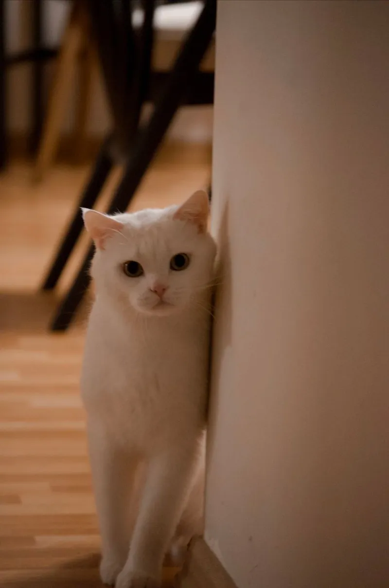 Cute white cat peeking around the corner indoors, showing curiosity and playfulness.