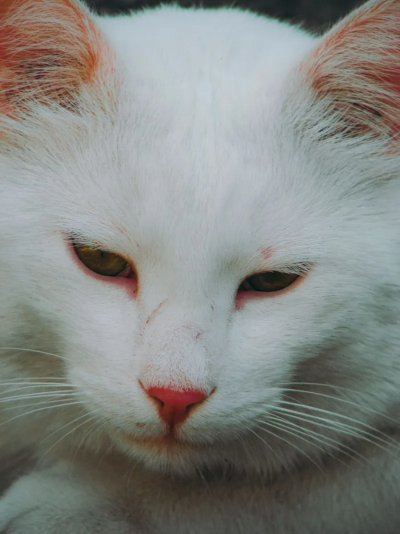 Detailed close-up of a serene white street cat in Ankara, capturing its calm expression.