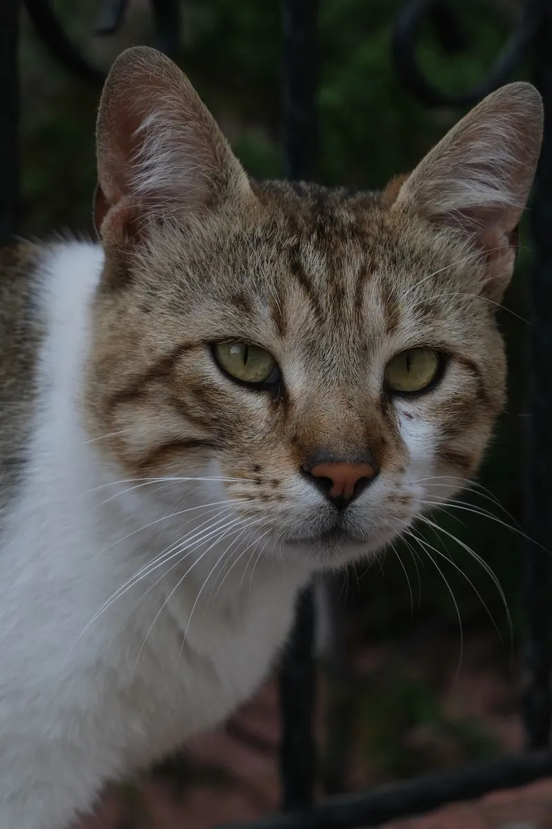 Detailed close-up portrait of a tabby cat with piercing green eyes in an outdoor setting.