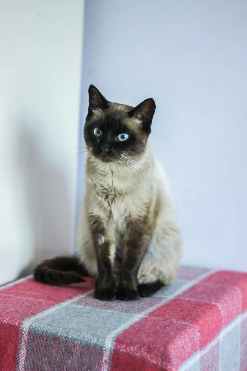 Elegant Siamese cat with deep blue eyes sitting gracefully indoors on a plaid surface.