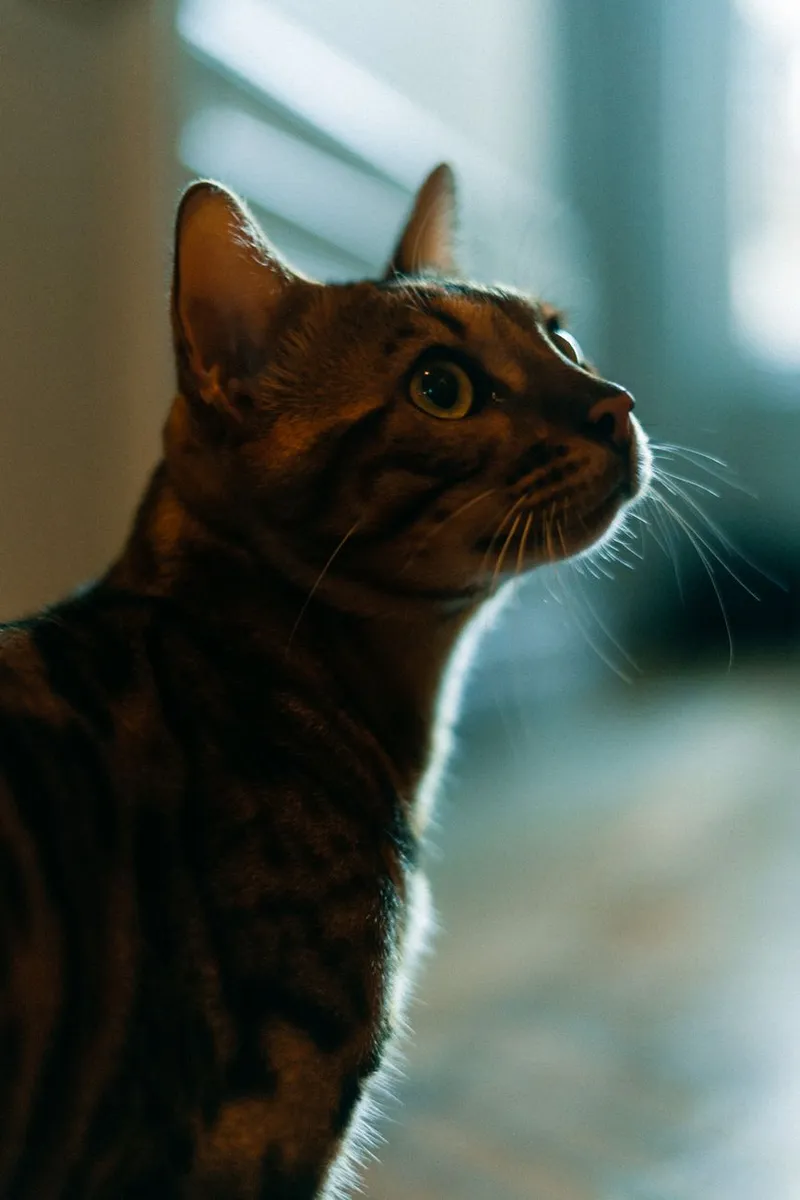 Intimate close-up of a Bengal cat indoors with beautiful lighting enhancing its features.