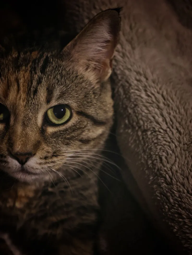 Intimate close-up of a tabby cat nestled in a blanket, showcasing its alert gaze.