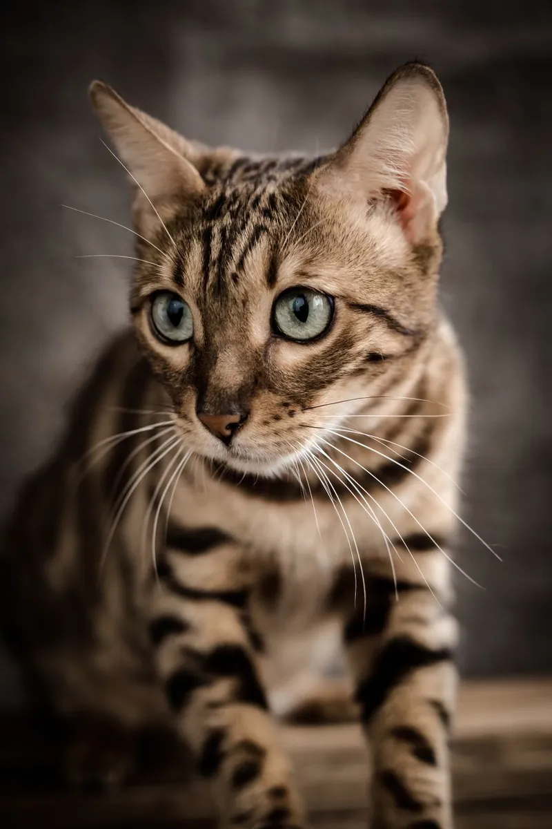 Intriguing close-up of a Bengal cat with striking patterns and blue eyes indoors.