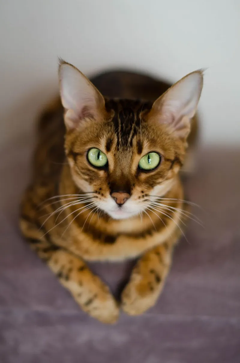 Portrait of a Bengal cat with striking green eyes, lying indoors.