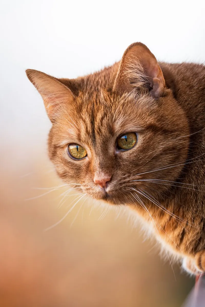 Portrait of a ginger cat with an intense gaze, highlighting its striking features.