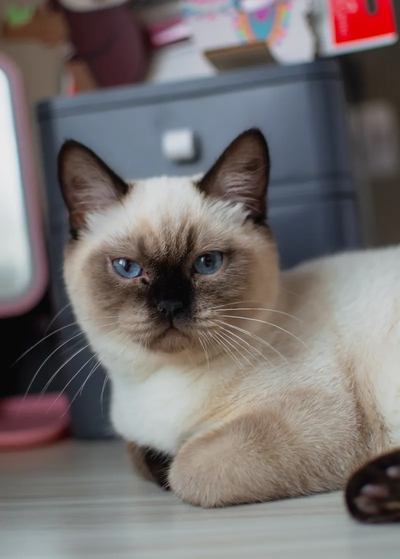Portrait of a Siamese cat relaxing indoors, showcasing its striking blue eyes and elegant fur.