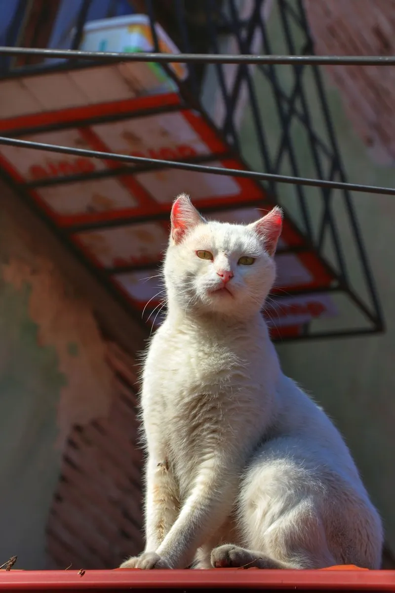 Portrait of a white cat sitting outdoors, ideal for pet lovers and animal-themed projects.