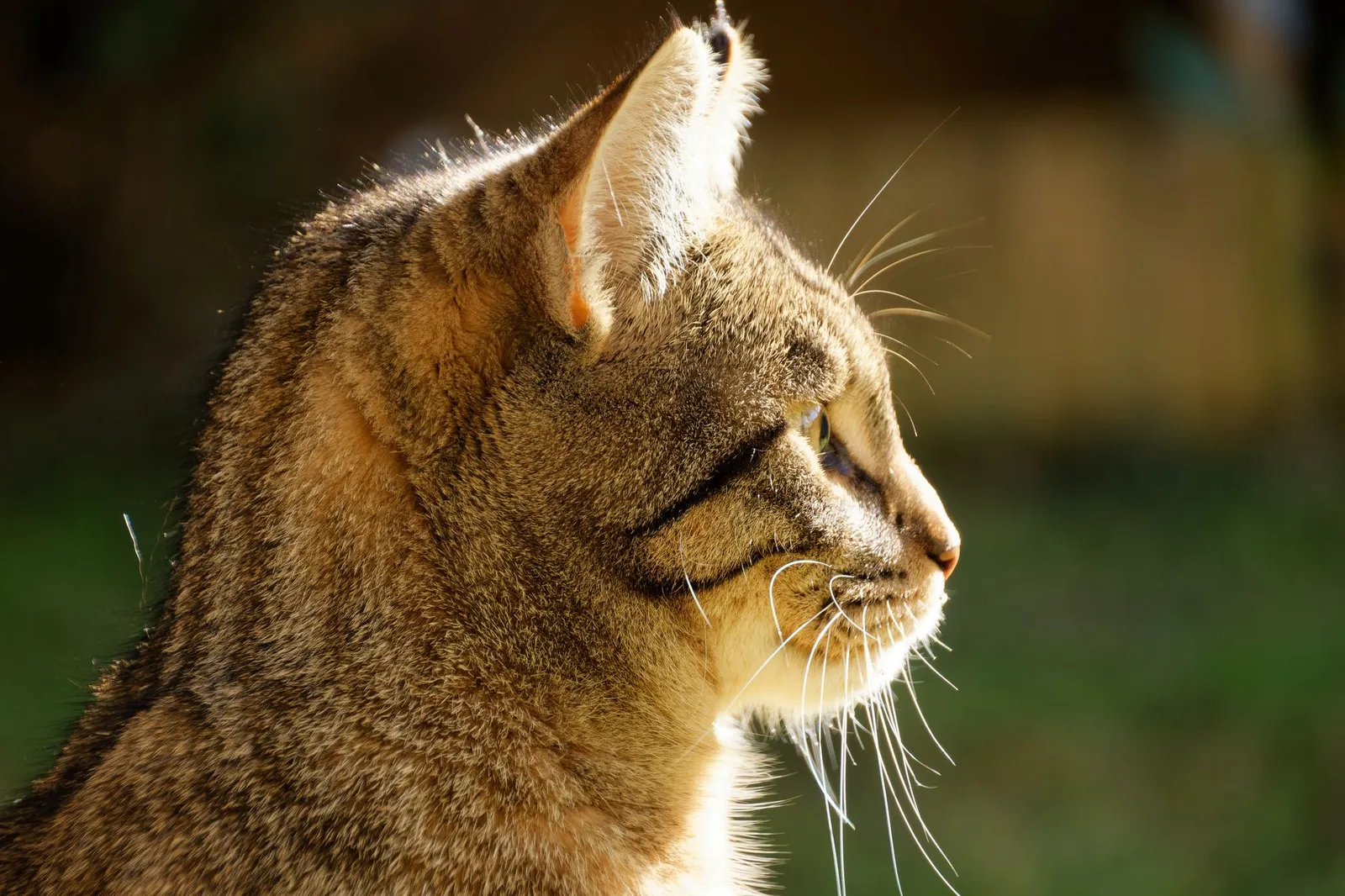 Profile view of a tabby cat basking in sunlight outdoors.