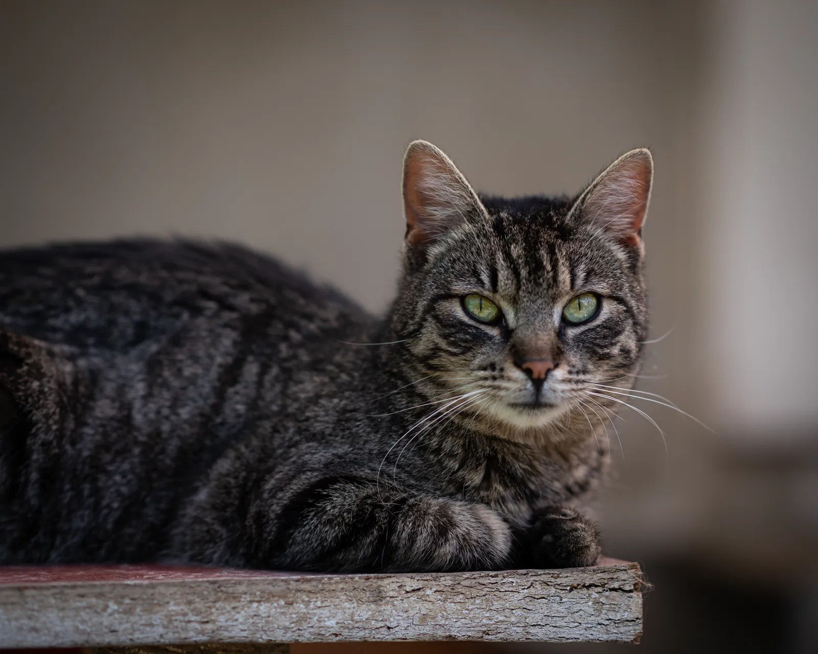 Relaxed tabby cat lying on a wooden surface with a calm gaze.