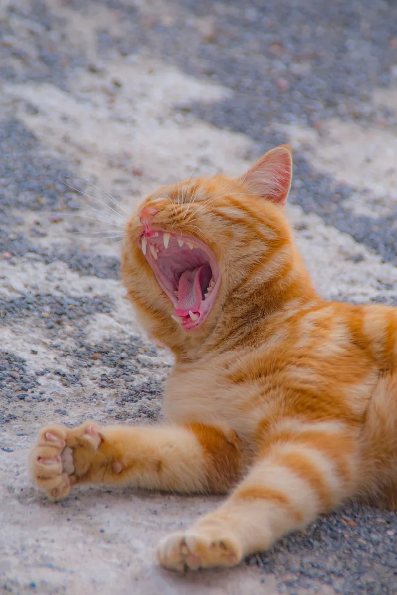 Yawning ginger tabby cat stretches out on rough gravel surface, showcasing its fangs.