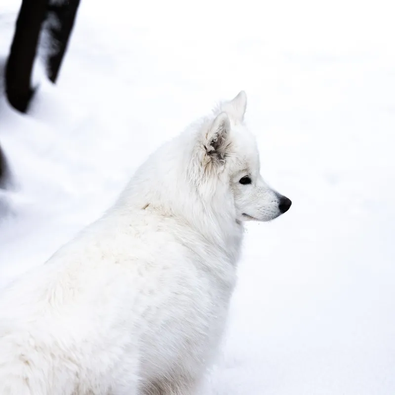 A beautiful white dog standing in a serene snowy landscape, captured outdoors in winter.