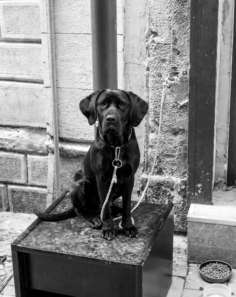 A black Labrador Retriever sits patiently on a city street in black and white.