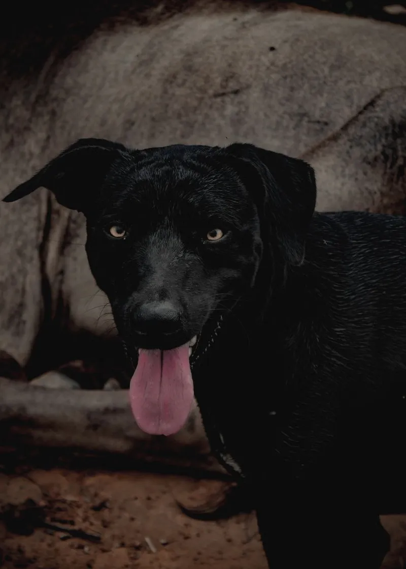 A black Labrador with a pink tongue out sits outdoors, looking at the camera.