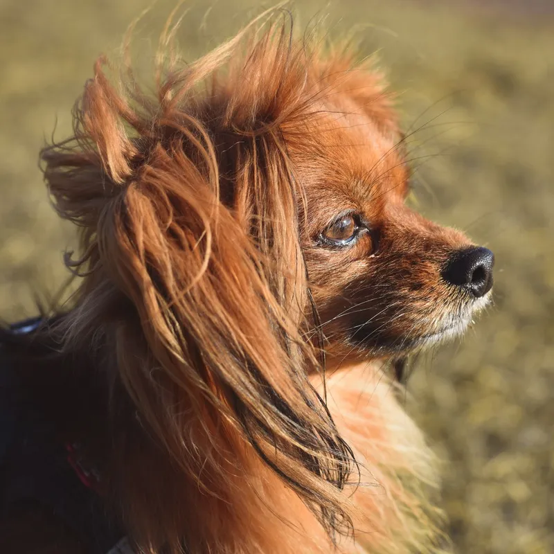 A charming Pomeranian dog with fluffy fur enjoys a sunny day outdoors.