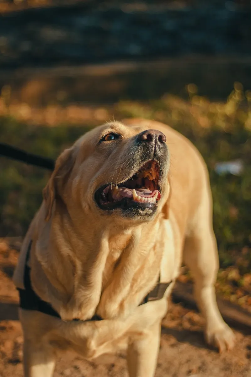 A cheerful Labrador Retriever enjoying a sunny day outdoors in Payyanur, India.