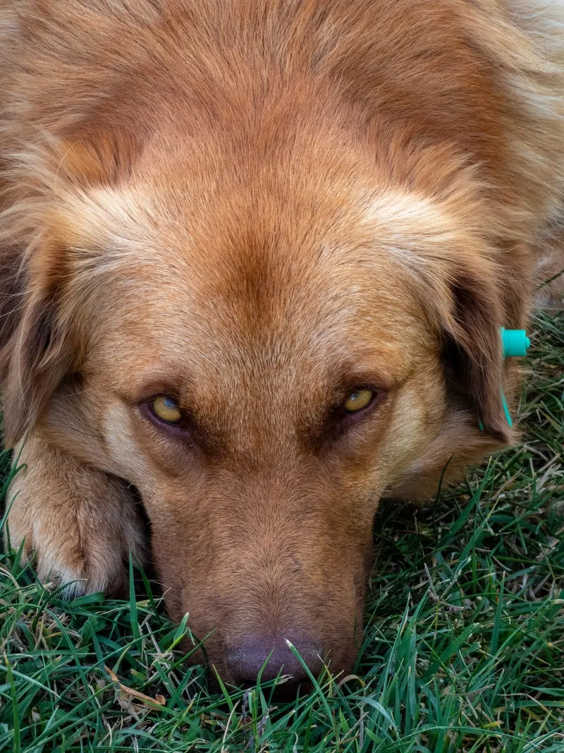 A contemplative golden dog lying on green grass, captured in a soft and warm tone.