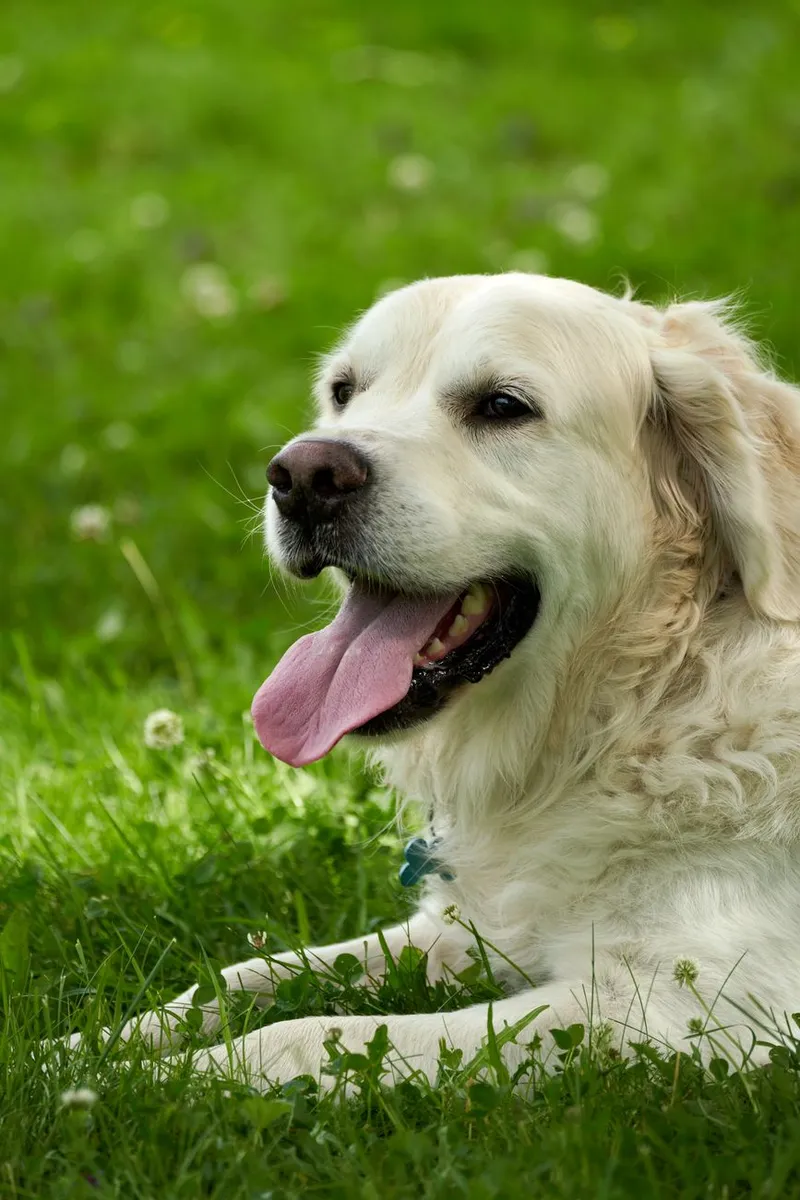 A content golden retriever lying on a sunny green lawn, enjoying a peaceful summer day.