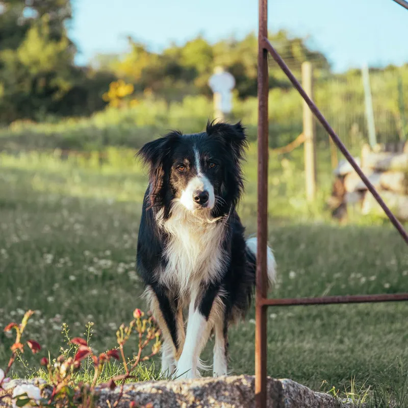 A curious Border Collie stands in a sunlit rural area, surrounded by nature.