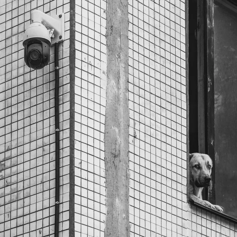 A dog looking out from a window on a tiled building corner with a security camera.