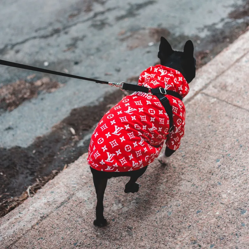 A fashionable Boston Terrier walks outdoors wearing a stylish red designer coat.