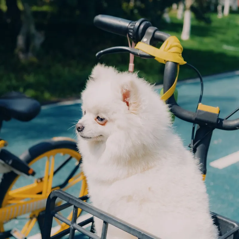 A fluffy Pomeranian dog comfortably sits in a bicycle basket on a sunny day in the park.