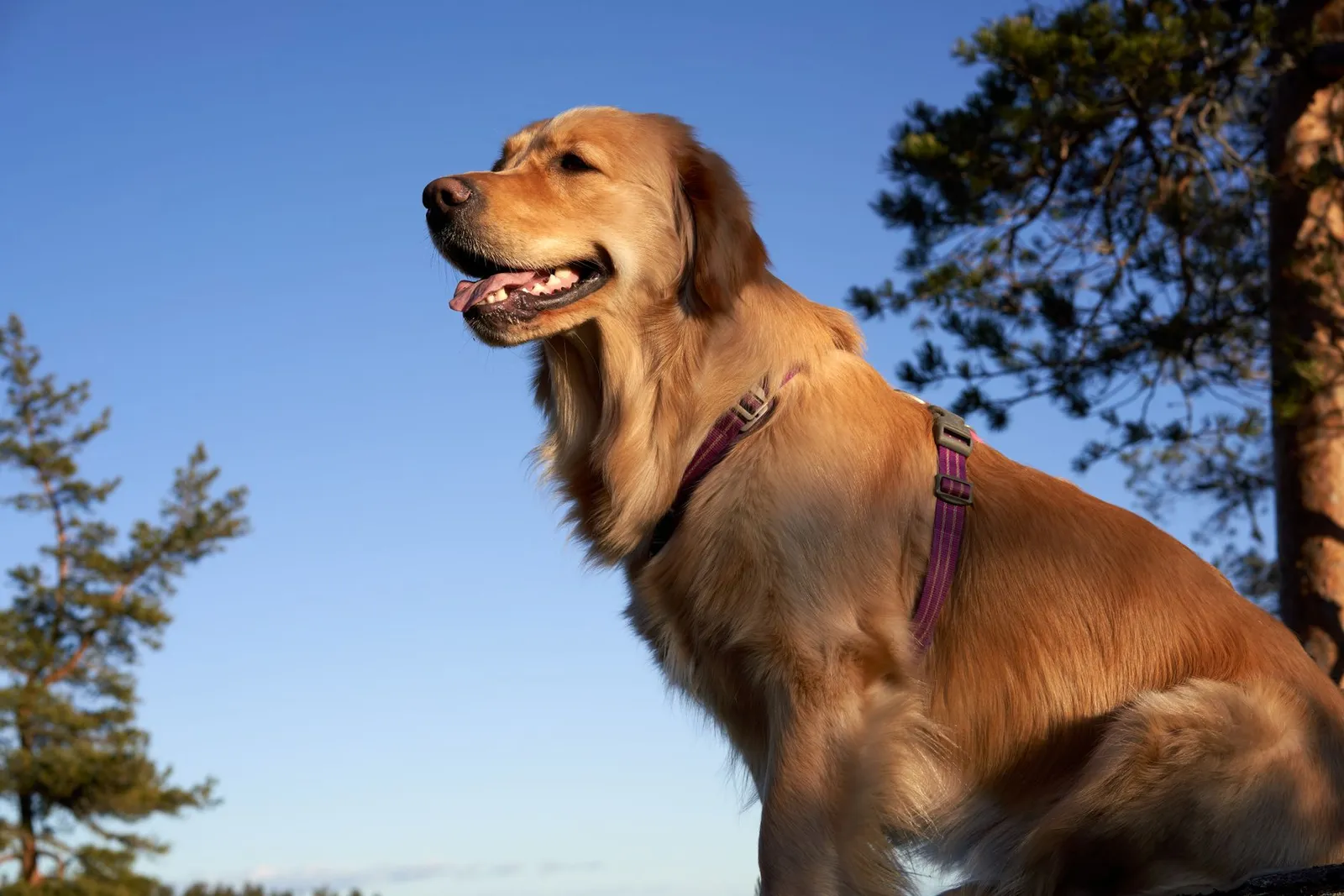 A golden retriever enjoying the outdoors under a clear blue sky, wearing a harness.