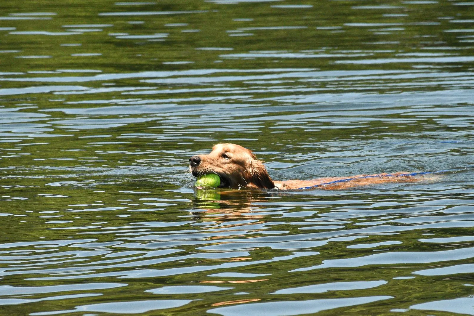 A golden retriever joyfully swims in a lake, retrieving a ball on a sunny day.