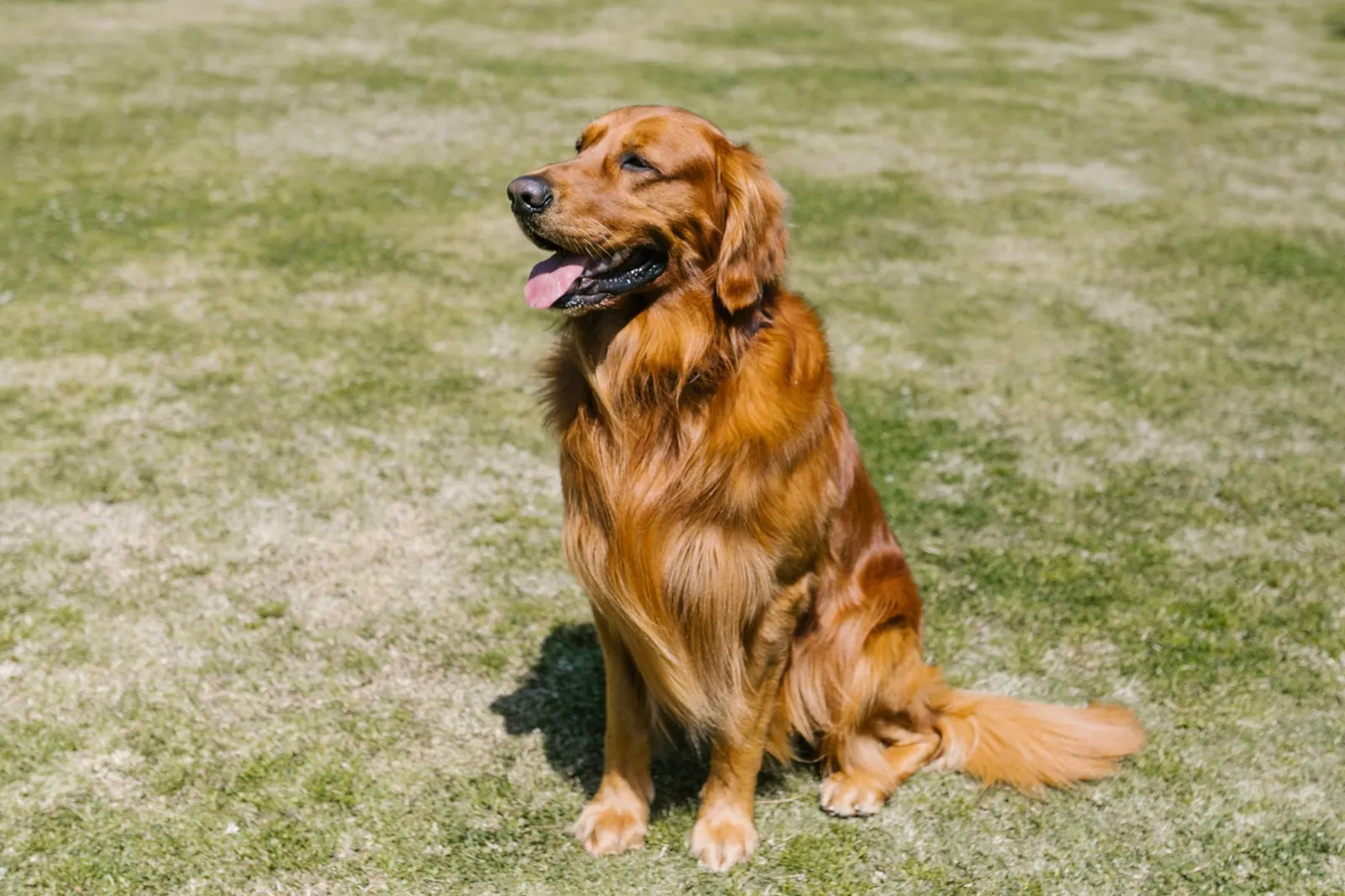 A golden retriever sits happily on a grassy field outdoors, enjoying a sunny day.