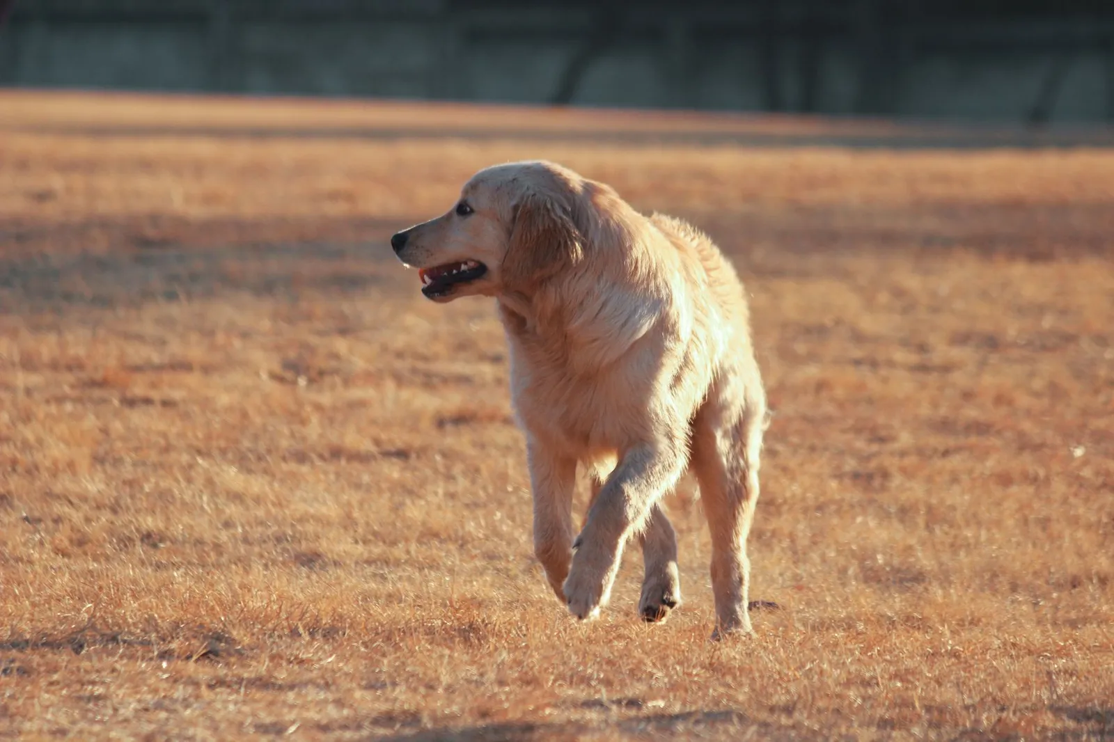 A golden retriever walking on a grassy field on a sunny day.