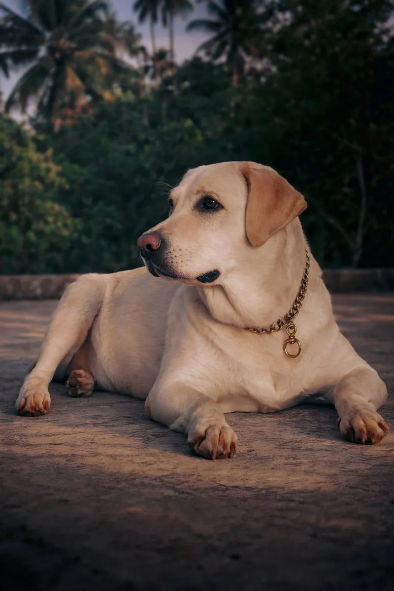 A Labrador Retriever dog relaxing on a stone pavement with tropical vegetation in Kodakara, India.