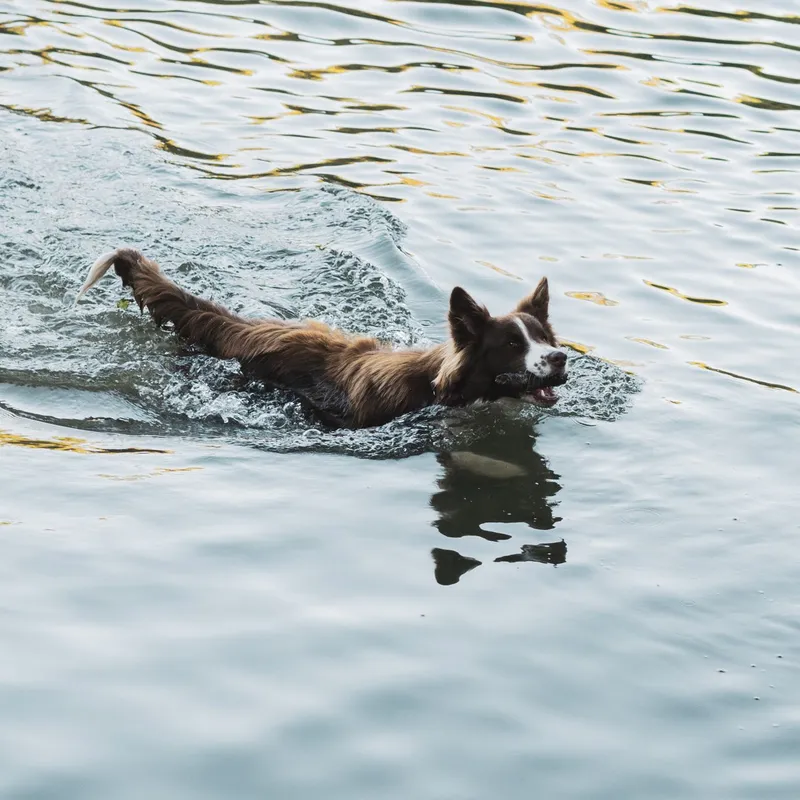 A lively Border Collie swims happily in a river, showcasing its agility and love for water.