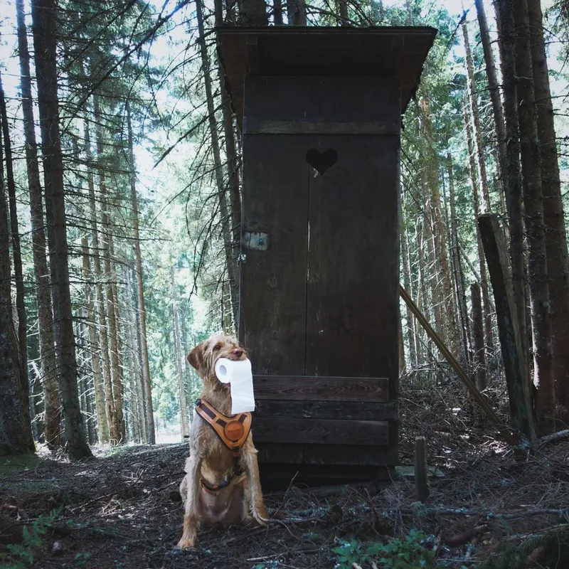 A playful dog holding toilet paper near a rustic outhouse in a forest setting.