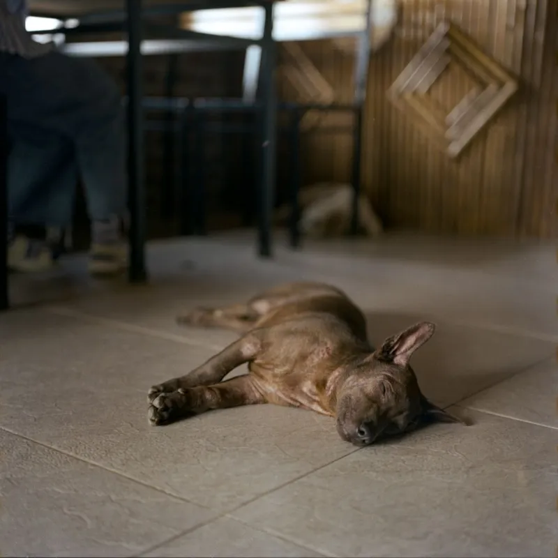 A relaxed dog sleeping on a tiled floor inside a cozy room in Hà Giang, Vietnam.