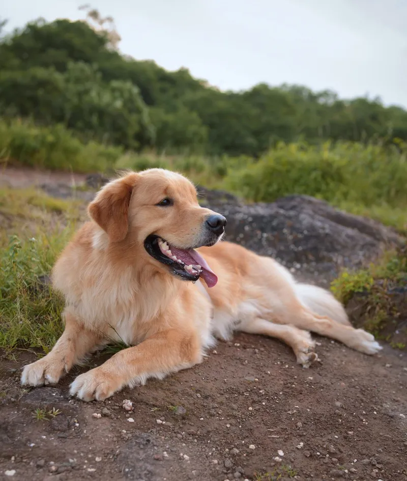 A serene golden retriever enjoying a peaceful rest on a natural outdoor trail.