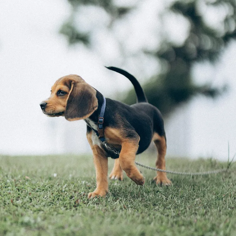 Adorable beagle puppy exploring a grassy park on a leash. Perfect pet photography.